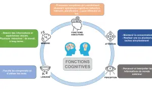 Schéma des fonctions cognitives : mémoire, langage, perception, attention, fonctions exécutives. Une dégradation de ces fonctions peut indiquer une démence sénile.