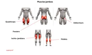 Anatomie des muscles jambes : quadriceps, fessiers, ischio-jambiers, adducteurs et mollets.