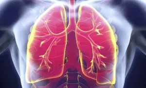 Visualisation des poumons humains, montrant les voies respiratoires. Une image pertinente pour discuter de l'infection pulmonaire et de son traitement.
