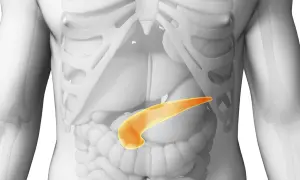 Le pancréas, organe vital, se trouve derrière l'estomac. Cette image montre où se trouve le pancréas chez la femme, en jaune.