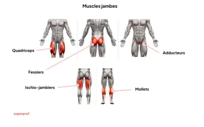 Anatomie des muscles jambes : quadriceps, fessiers, ischio-jambiers, adducteurs et mollets.