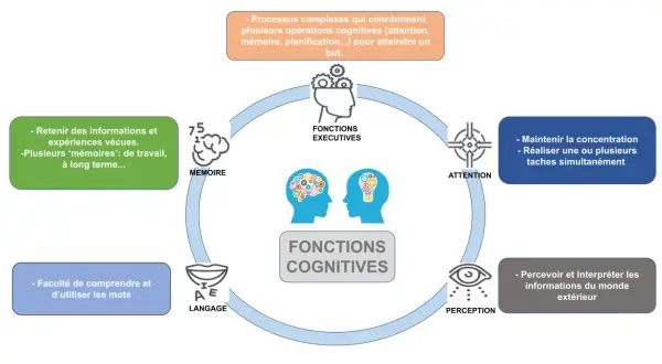Schéma des fonctions cognitives : mémoire, langage, perception, attention, fonctions exécutives. Une dégradation de ces fonctions peut indiquer une démence sénile.