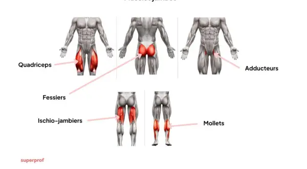 Anatomie des muscles jambes : quadriceps, fessiers, ischio-jambiers, adducteurs et mollets.