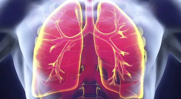 Visualisation des poumons humains, montrant les voies respiratoires. Une image pertinente pour discuter de l'infection pulmonaire et de son traitement.