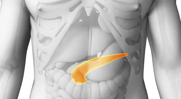 Le pancréas, organe vital, se trouve derrière l'estomac. Cette image montre où se trouve le pancréas chez la femme, en jaune.