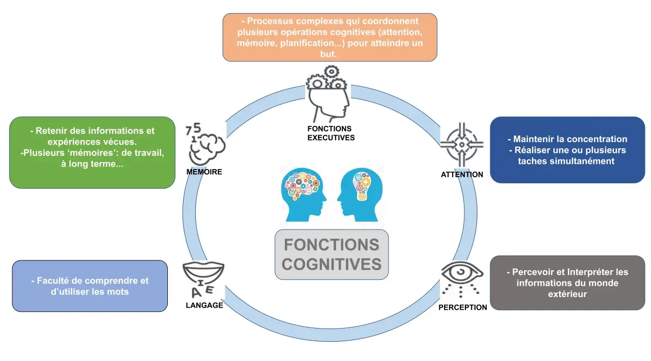 Schéma des fonctions cognitives : mémoire, langage, perception, attention, fonctions exécutives. Une dégradation de ces fonctions peut indiquer une démence sénile.