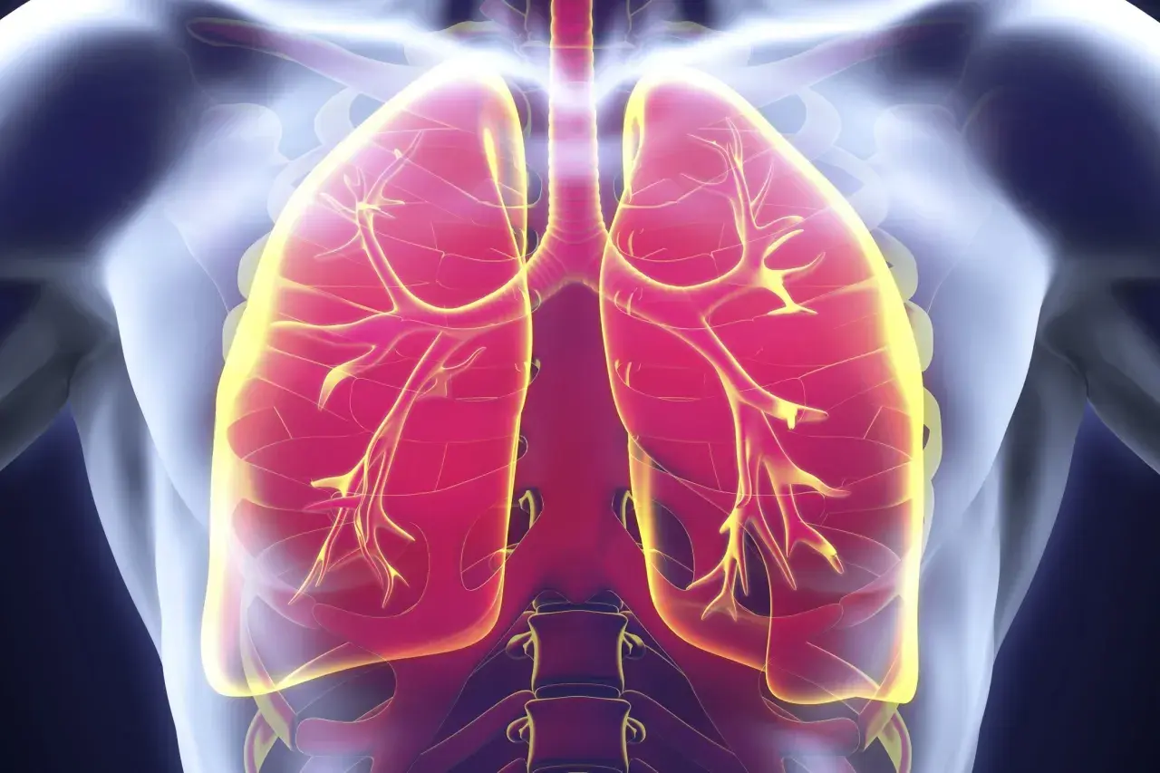 Visualisation des poumons humains, montrant les voies respiratoires. Une image pertinente pour discuter de l'infection pulmonaire et de son traitement.