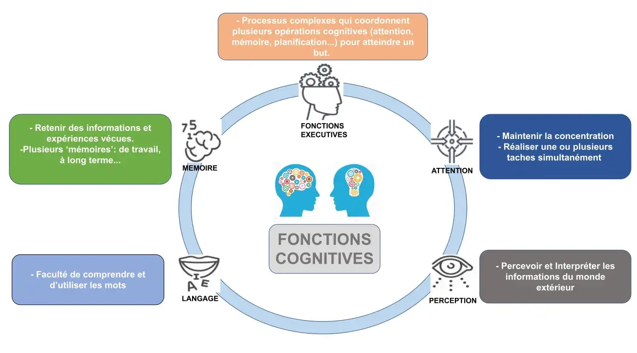 Schéma des fonctions cognitives : mémoire, langage, perception, attention, fonctions exécutives. Une dégradation de ces fonctions peut indiquer une démence sénile.