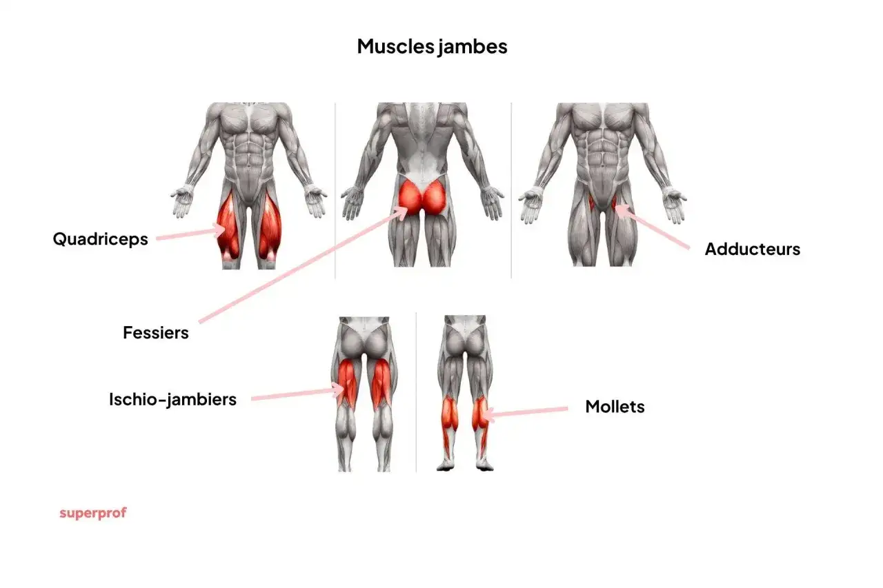 Anatomie des muscles jambes : quadriceps, fessiers, ischio-jambiers, adducteurs et mollets.