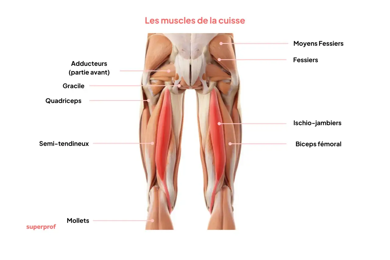 Anatomie des muscles de la cuisse : quadriceps, ischio-jambiers, fessiers, adducteurs, gracile, semi-tendineux, biceps f&eacute;moral et mollets.