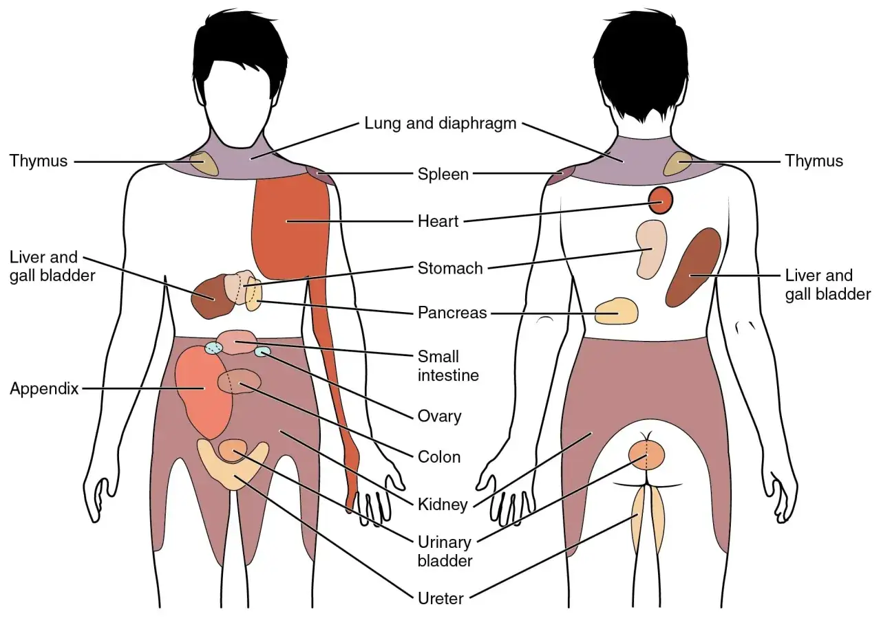 Sch&eacute;ma du corps humain montrant les organes internes. Une zone rouge indique une possible douleur au foie et au dos.