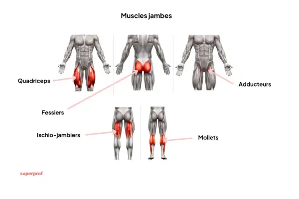 Anatomie des muscles jambes : quadriceps, fessiers, ischio-jambiers, adducteurs et mollets.