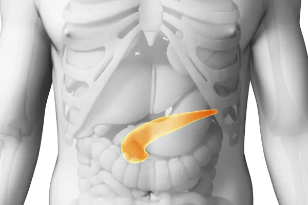 Le pancréas, organe vital, se trouve derrière l'estomac. Cette image montre où se trouve le pancréas chez la femme, en jaune.
