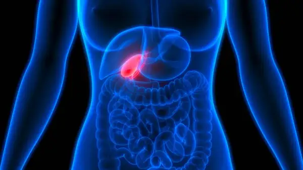 Anatomie humaine, vésicule biliaire rouge vif, suggérant une douleur au foie et au dos.